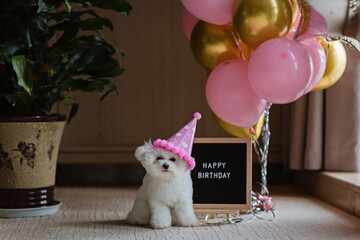 Cute white Bichon Frise dog celebrating birthday at home. Domestic Pet party with hot air balloons pink and gold color