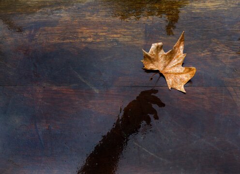 High Angle View Of Maple Leaf Floating On Water