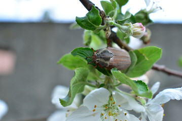 Picture for a greeting card from March 8, close-up of a branch of an apple tree with flowers and a May beetle.