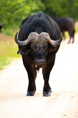 a mean african buffalo