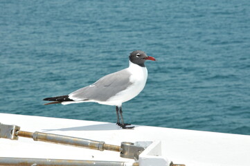 Fototapeta na wymiar Bird standing on the edge of a cruise ship 