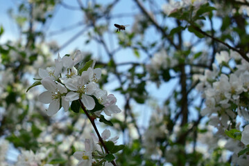 Love. March 8. Close-up of a branch of an apple tree with flowers and a flying bee.High quality photo