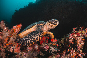 Sea turtle and diver relaxing underwater among coral reef, Maldives diving vacation