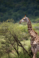 giraffe very alert