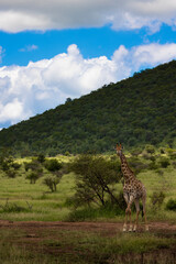 giraffe in the savannah