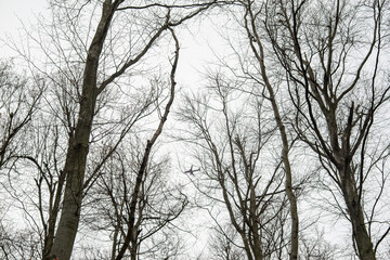 Airplane passing by over the trees. Focus on the trees and the plane is blurry.