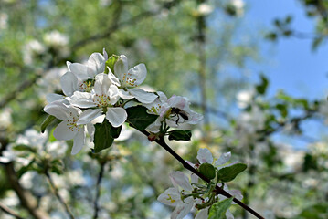 A bee sits on the blossoming apple-tree flowers.