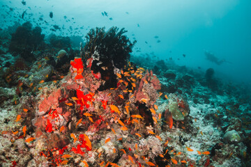 Fototapeta na wymiar Coral reef and scuba diving scene underwater, colorful reef and tropical fish in clear blue water