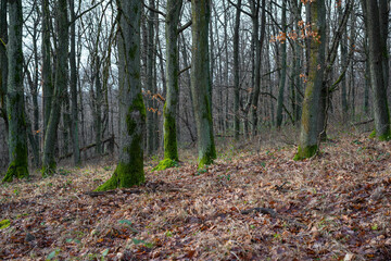 Stuning forest scene with bold trees and moss covered rocks in Dobogókő, Hungary.