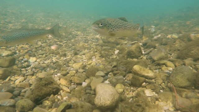 Underwater footage of swimming Trout. Live in the river habitat Brown trout (Salmo trutta morpha fario). Underwater mountain creek, nature light.