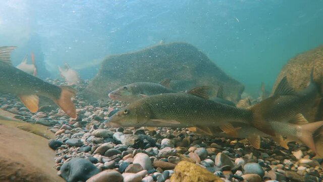 Underwater footage of Barbel (Barbus barbus) swimming close-up in the nature river habitat. Fish in the clean little creek. Wildlife animal.
