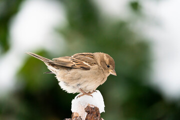 House sparrow (Passer domesticus)