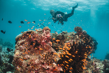 Naklejka na ściany i meble Coral reef and scuba diving scene underwater, scuba diver enjoys colorful reef and tropical fish in clear blue water