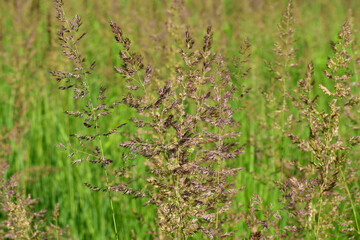 Stems of flowering field grass in a regular field.