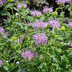 Blühende Indianernessel, Monarda, im Garten