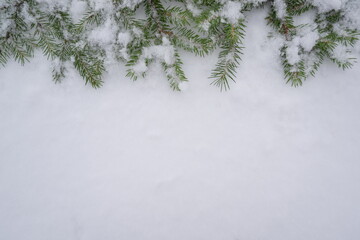 Spruce snowy fir branches on white snow winter background border with empty space for your text. Christmas background with fir branches in cold weather.
