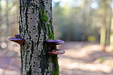 woodpecker on a tree