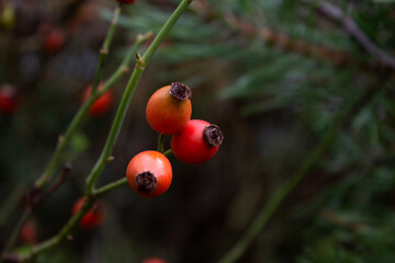 Rosehip fruits close up, macro photo on a blurred green background