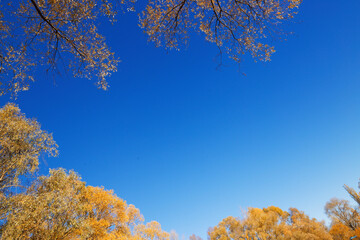 Fototapeta premium late autumn trees in yellow against a blue sky near the water
