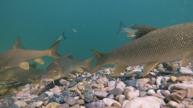 Underwater footage of Barbel (Barbus barbus) swimming close-up in the nature river habitat. Fish in the clean little creek. Wildlife animal.