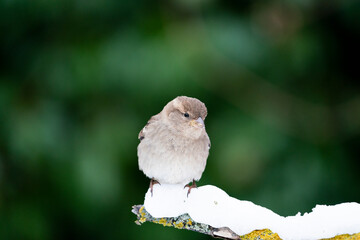 House sparrow (Passer domesticus)