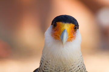 Portrait of a cute Southern Crested Caracara (Caracara plancus)