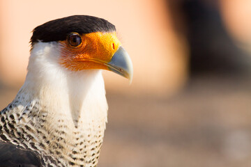 Portrait of a cute Southern Crested Caracara (Caracara plancus)