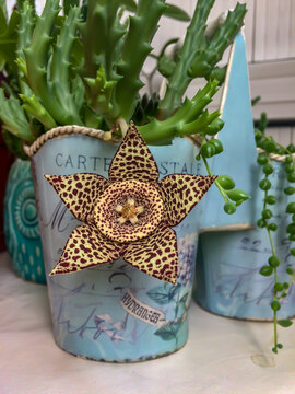 Close-up stapelia variegata with bead succulent in blue flower pot at home. Star flower, starfish cactus, carrion cactus, carrion flower, frog cactus are its other names. Selective focus.