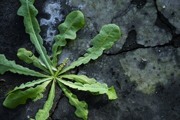 Tree leaf grow on floor, background texture, 