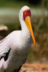 Portrait of a Yellow-billed Stork (Mycteria ibis)