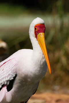 Portrait of a Yellow-billed Stork (Mycteria ibis)