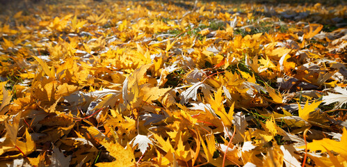 late autumn yellow red foliage on green grass