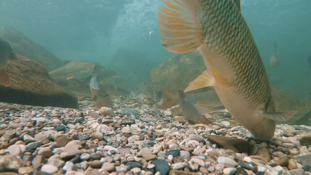 Underwater footage of feeding Chub (Leuciscus cephalus). Swimming fish close up in the nature river habitat. Underwater video of feeding fishes in the clean little creek. Nice fish in nature light.