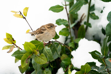 House sparrow (Passer domesticus)