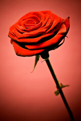 Red rose isolated on red gradient background. Selective focus on object.