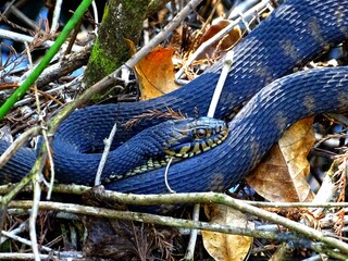 North America, United States, Florida, snakes