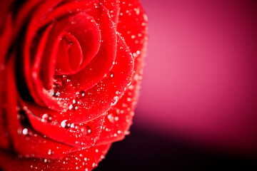 Close up of red rose with water drops on pink background.