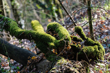 Mousse verte