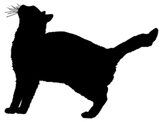 何かを見上げる猫のシルエット