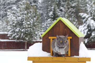 A gray cat wearing a scarf is sitting in wooden pet house on the background of winter landscape. 