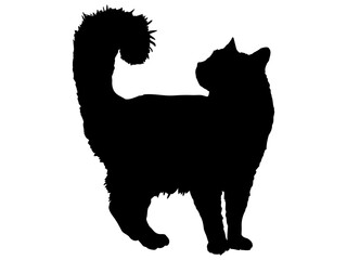 振り返りながら立つ猫のシルエット