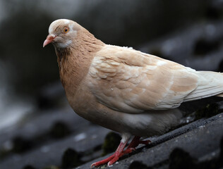 Feral pigeons (Columba livia domestica), also called city doves, city pigeons, or street pigeons, are pigeons that are descended from the domestic pigeons that have returned to the wild.
