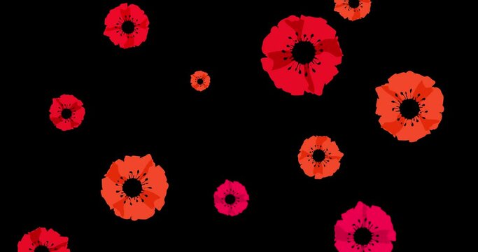 Anzac day. Remembrance Day. Red poppies random falling on black background. Seamless looped video with red poppy flowers. Shot in 4k resolution with 60 Frame per second