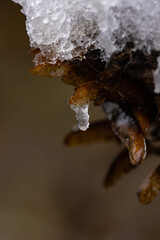 Beautiful macro shots of Austrian flowers during winter