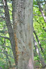 Pine, which the boar scratches