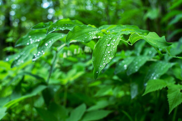 Branch with raindrops on green leaves close-up. The natural background