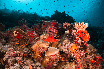 Naklejka na ściany i meble Coral reef and scuba diving scene underwater, colorful reef and tropical fish in clear blue water