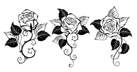 Three outline roses