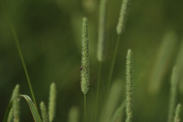Green ear with small insect
