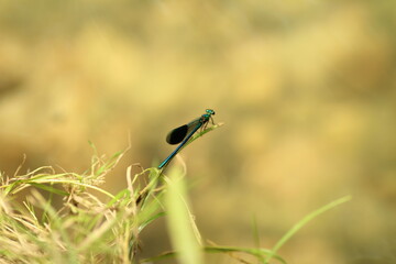 Dragonfly sits on a thin twig